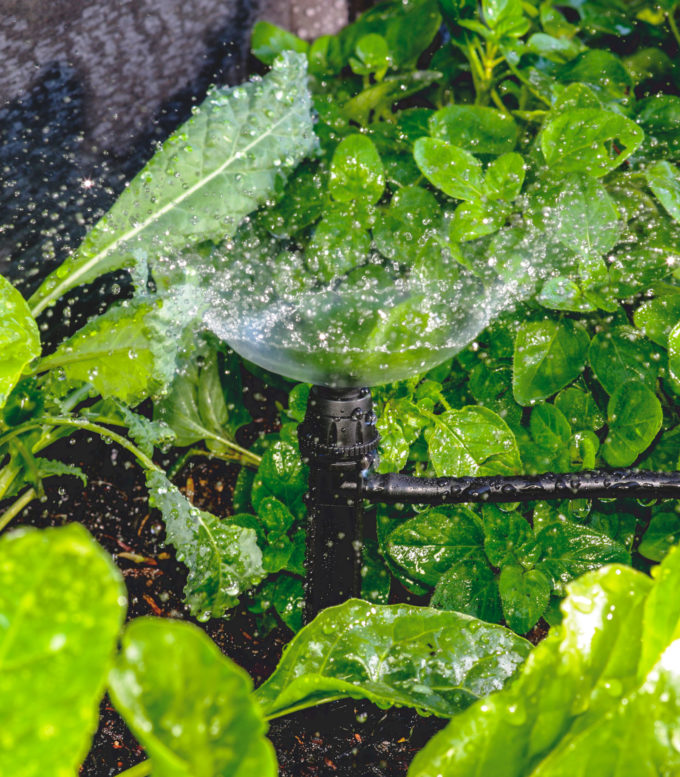 Watering leafy greens with the Adjustable 360 Spray Vortex