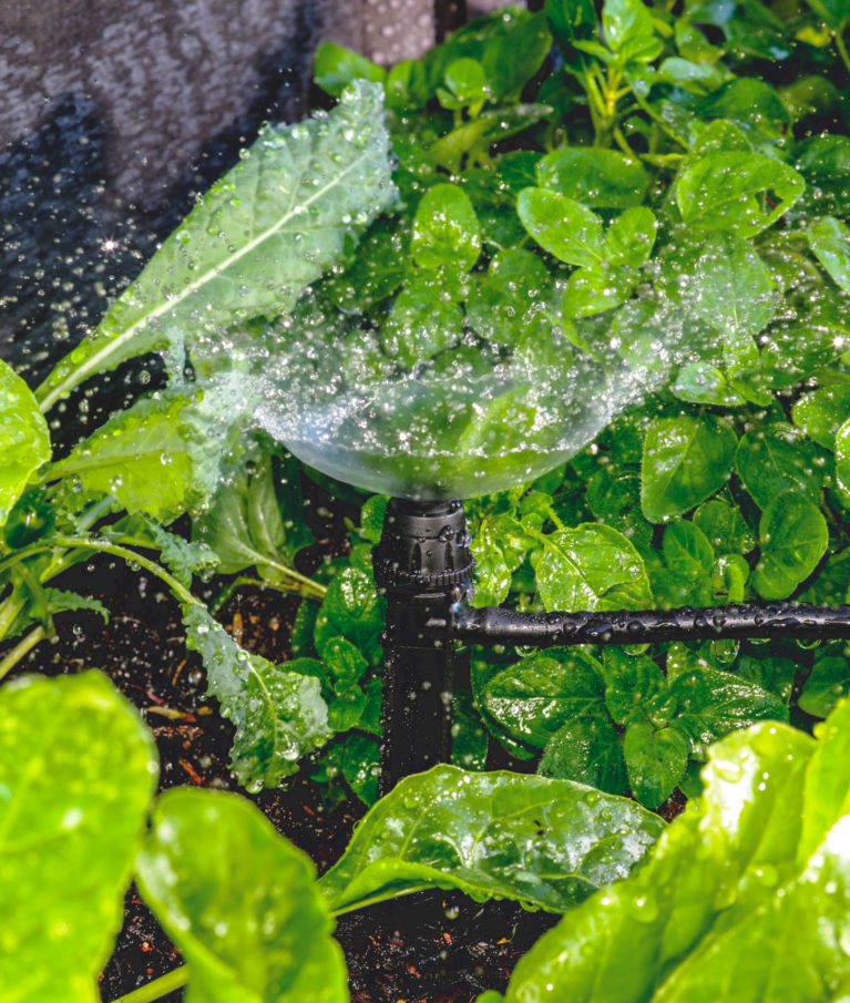 Watering leafy greens with the Adjustable 360 Spray Vortex